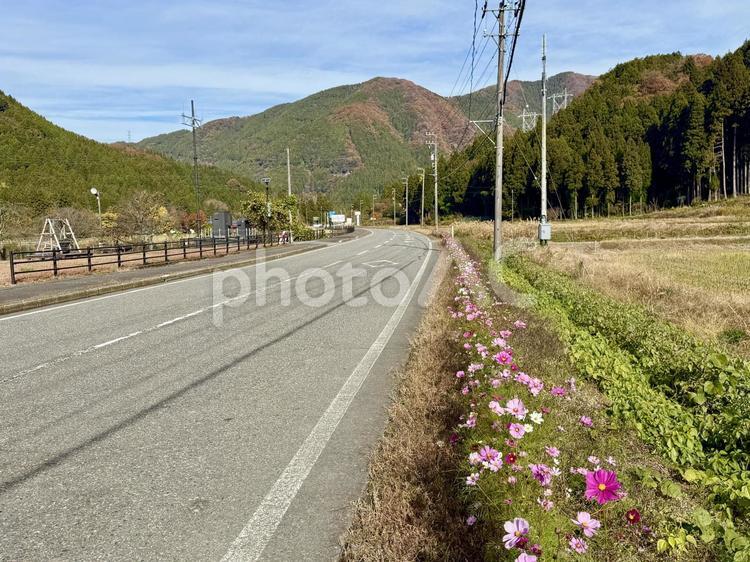 コスモスの花　竹田水車メロディーパーク　 森林浴,土手,道端の写真素材