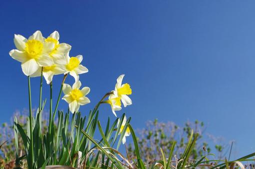 スイセン スイセン,花,植物の写真素材