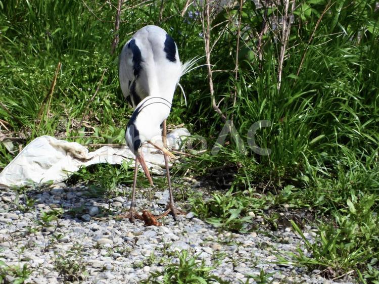 餌を吐いてしまったアオサギ 鳥,野鳥,アオサギの写真素材