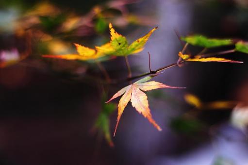 紅葉と一筋の光 紅葉と一筋の光の写真