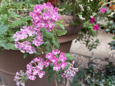 美女桜(バーベナ) 美女桜(バーベナ) 花,自然,植物の写真素材