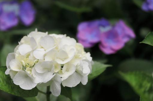 白いアジサイの花のアップ 白いアジサイの花のアップの写真