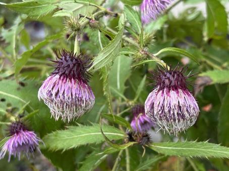フジアザミ フジアザミ,あざみ,薊の写真素材