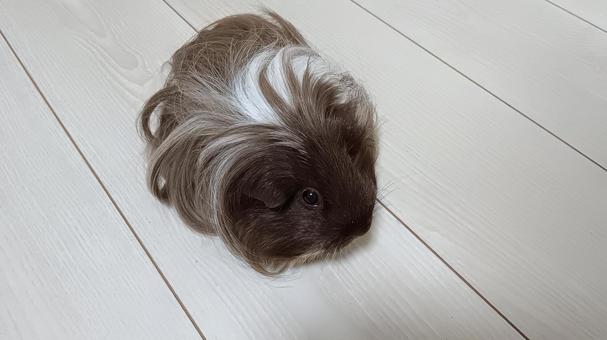 「誰か呼んでる？」長毛モルモット モルモット,ペット,動物の写真素材