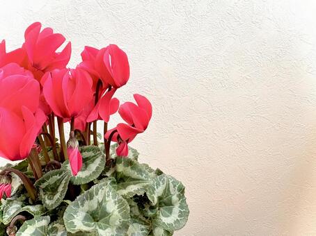 真っ赤なシクラメン 05 シクラメン,サクラソウ科,花の写真素材