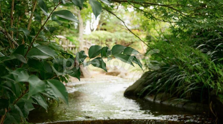 静けさに包まれる水辺の緑 葉,緑,川の写真素材