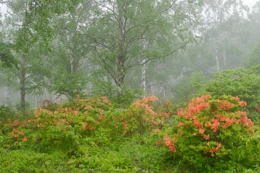Misty birch forest and rhododendrons, JPG Misty birch forest and rhododendrons, JPG