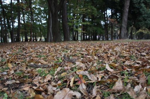 落葉の森 秋,静寂,木立の写真素材