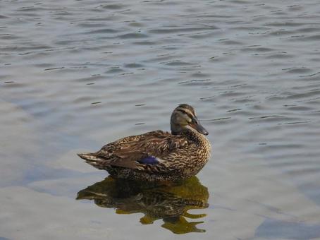 川の中に佇むカルガモ カルガモ,野鳥,動物の写真素材