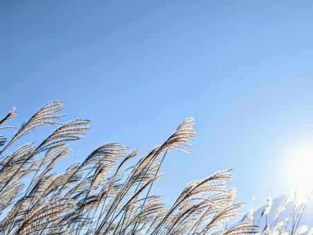 朝霧高原の朝日とすすき 植物,すすき,日の出の写真素材