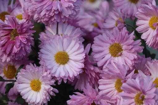 アスター 菊,花,植物の写真素材