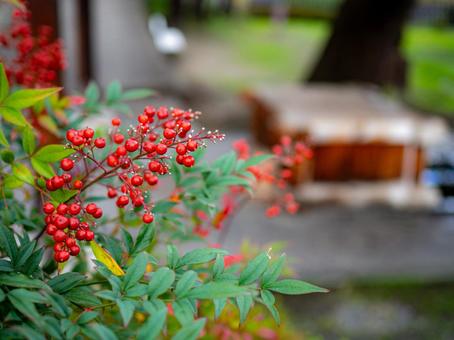 赤い南天の実の写真