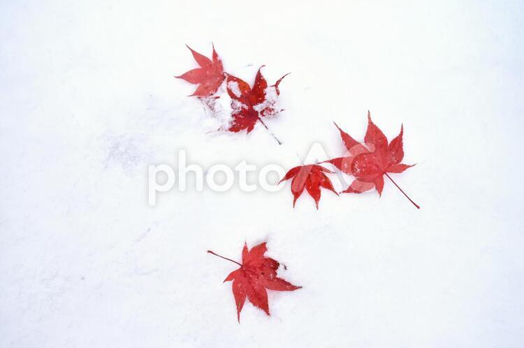 雪　冬　 秋　白　もみじ　紅葉　楓　綺麗　赤 雪,冬,秋の写真素材