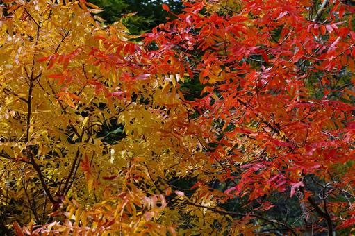 紅葉 紅葉 紅葉,赤,落葉樹の写真素材