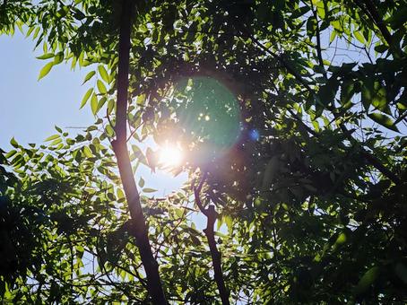 木洩れ日の記憶 木洩れ日の記憶 木漏れ日,夏,日差しの写真素材