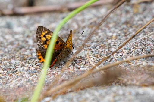 ベニシジミ(39) ベニシジミ(39) 昆虫,チョウ,ベニシジミの写真素材