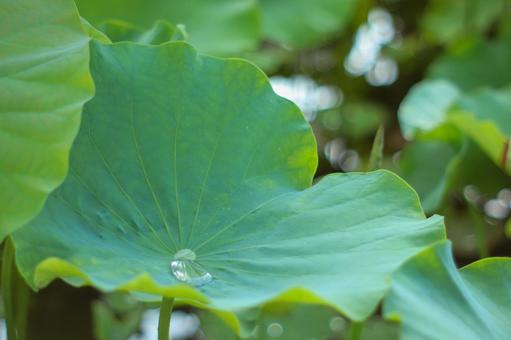 蓮の葉に水溜まりを 蓮の葉に水溜まりを 蓮の葉,ハスの葉,葉っぱの写真素材