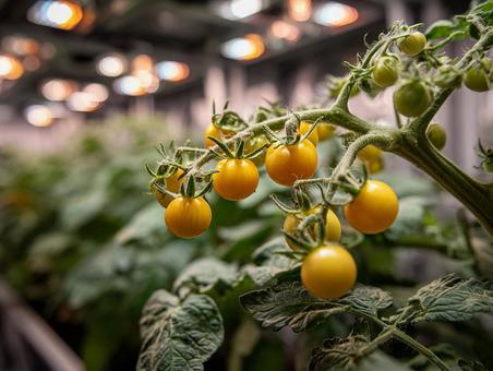 収穫を待つトマトの株の花の写真