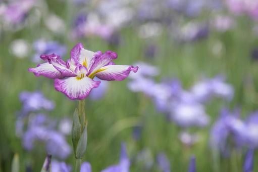 Iris flower, JPG