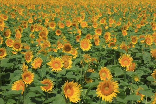 向日葵 花畑 向日葵 花畑 ひまわり畑,向日葵,夏の写真素材
