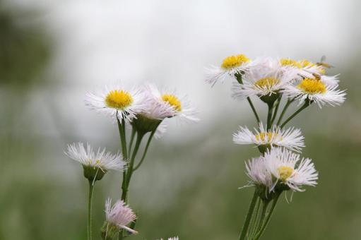 ハルジオン・春紫苑　咲く風景 フラワー,舌状花,淡紅色の写真素材