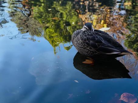 紅葉の水面と鴨 紅葉の水面と鴨の写真