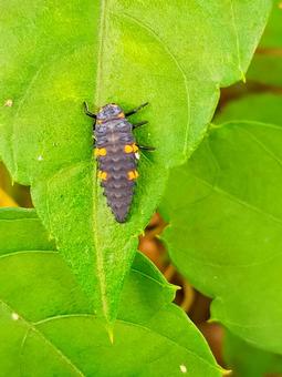 ナナホシテントウムシの幼虫 テントウムシ,ナナホシテントウムシ,ナナホシテントウの写真素材