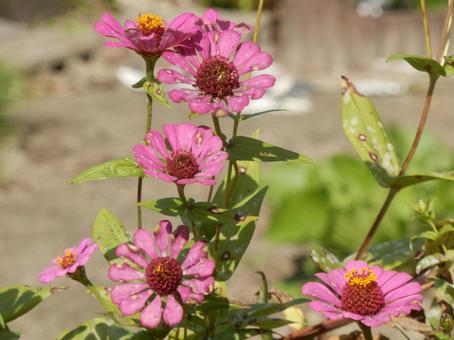 【花の写真】 ヒャクニチソウ（百日草） 百日草,ヒャクニチソウ,植物の写真素材