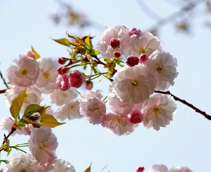 サトザクラ 'イチヨウ' サトザクラ 'イチヨウ' サトザクラ,イチヨウ,里桜の写真素材