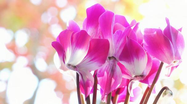 シクラメン-155 シクラメン,ショッキングピンク,赤紫色の写真素材