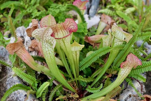 大船フラワーセンターの食虫植物 食虫植物,大船フラワーセンター,鎌倉の写真素材