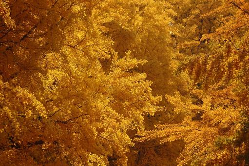黄葉のイチョウ イチョウの木,銀杏の木,銀杏の写真素材