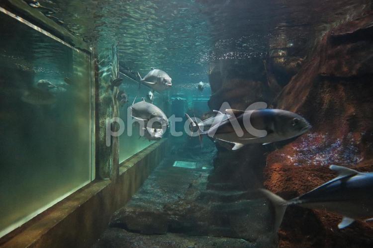 水槽内をグルグルと回遊するギンガメアジ ギンガメアジ,アジ科,スズキ目の写真素材
