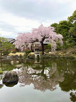 桜と池との写真