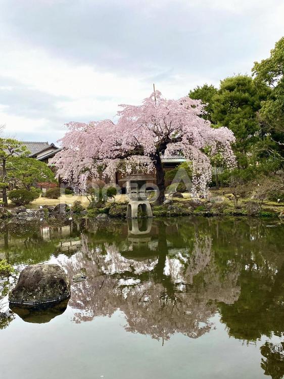 桜と池と 桜,池,庭園の写真素材