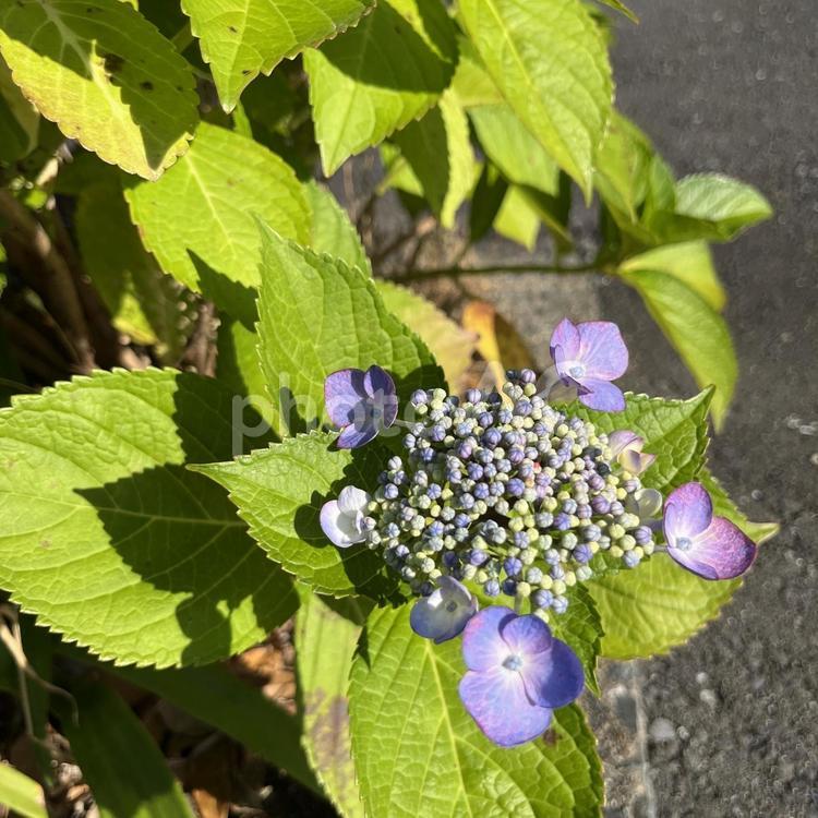 ガクアジサイ　紫陽花　あじさい　花　梅雨 ガクアジサイ,あじさい,アジサイの写真素材
