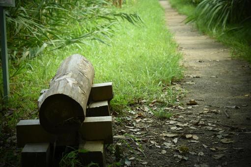 散歩道の写真