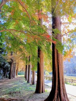 貝柄山公園（かいがらやまこうえん） 貝柄山公園,かいがらやまこうえん,秋の写真素材
