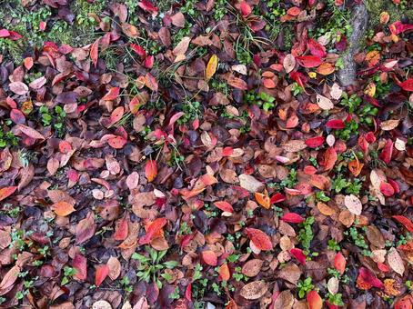 秋の風景 落ち葉,落葉,枯れ葉の写真素材