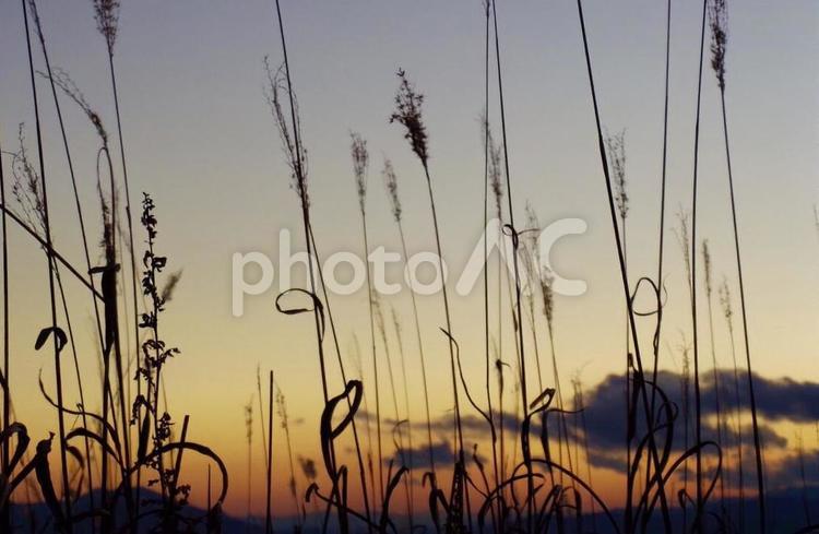 秋の夕暮れ 秋,夕暮れ,ススキの写真素材