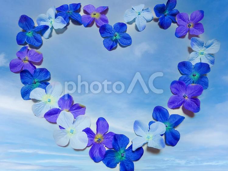 紫陽花のハート形のフレーム 紫陽花,あじさい,フレームの写真素材