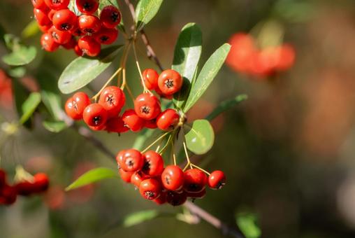 秋の草花　カザンデマリ 植物,草,カザンデマリの写真素材
