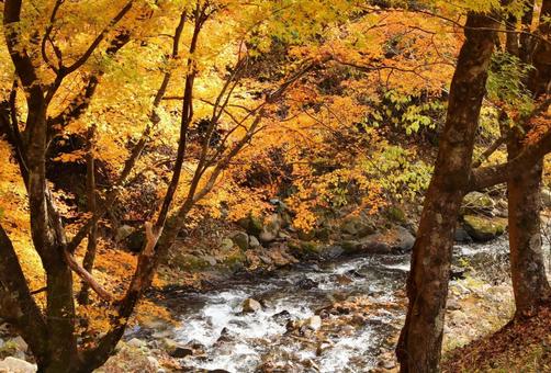 紅葉　長野県　もみじ湖 紅葉,長野県,箕輪町の写真素材