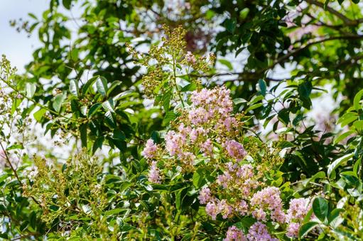 陽光に映えるサルスベリの花と緑の葉の写真