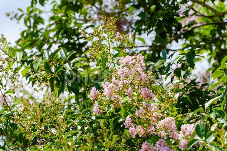 陽光に映えるサルスベリの花と緑の葉 サルスベリ,花,花びらの写真素材