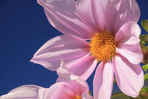 青空の下で咲く皇帝ダリア 皇帝ダリア,コウテイダリア,花の写真素材