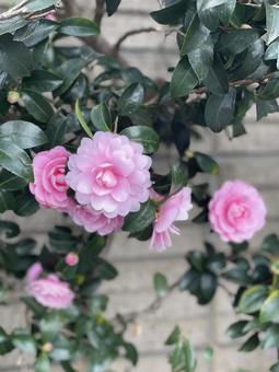 camellia, JPG camellia, JPG