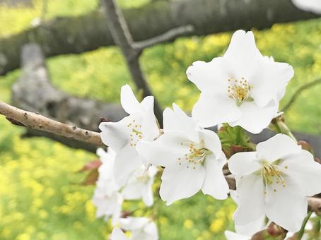 菜の花の中の桜の写真