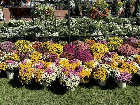 秋の武生中央公園 モニュメント,菊人形,菊祭の写真素材