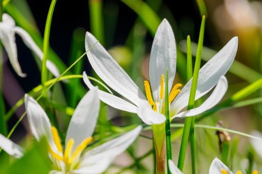 タマスダレ⑹ タマスダレ⑹ 花,タマスダレ,植物の写真素材